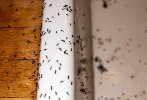 Best Best Pest Control Companies  in Ephraim, UT